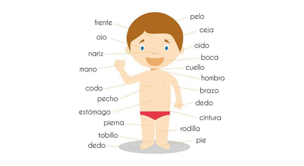 The Ultimate Guide to Body Parts in Spanish