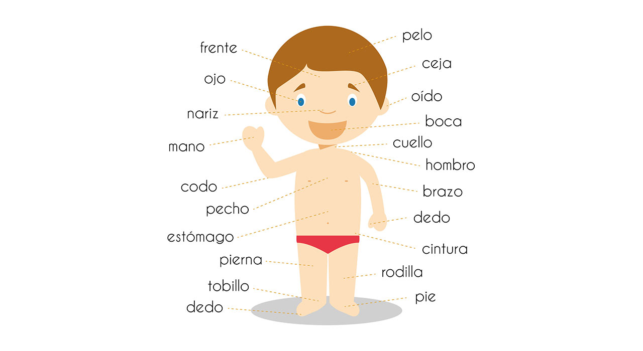 Body Parts In Spanish 